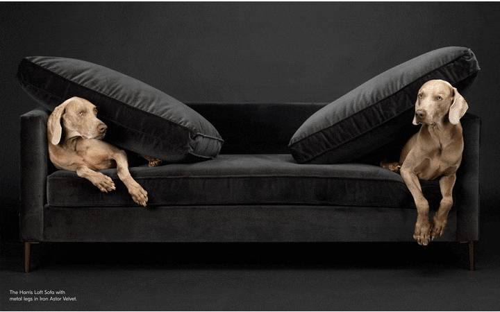 William Wegman's Flo And Topper For West Elm